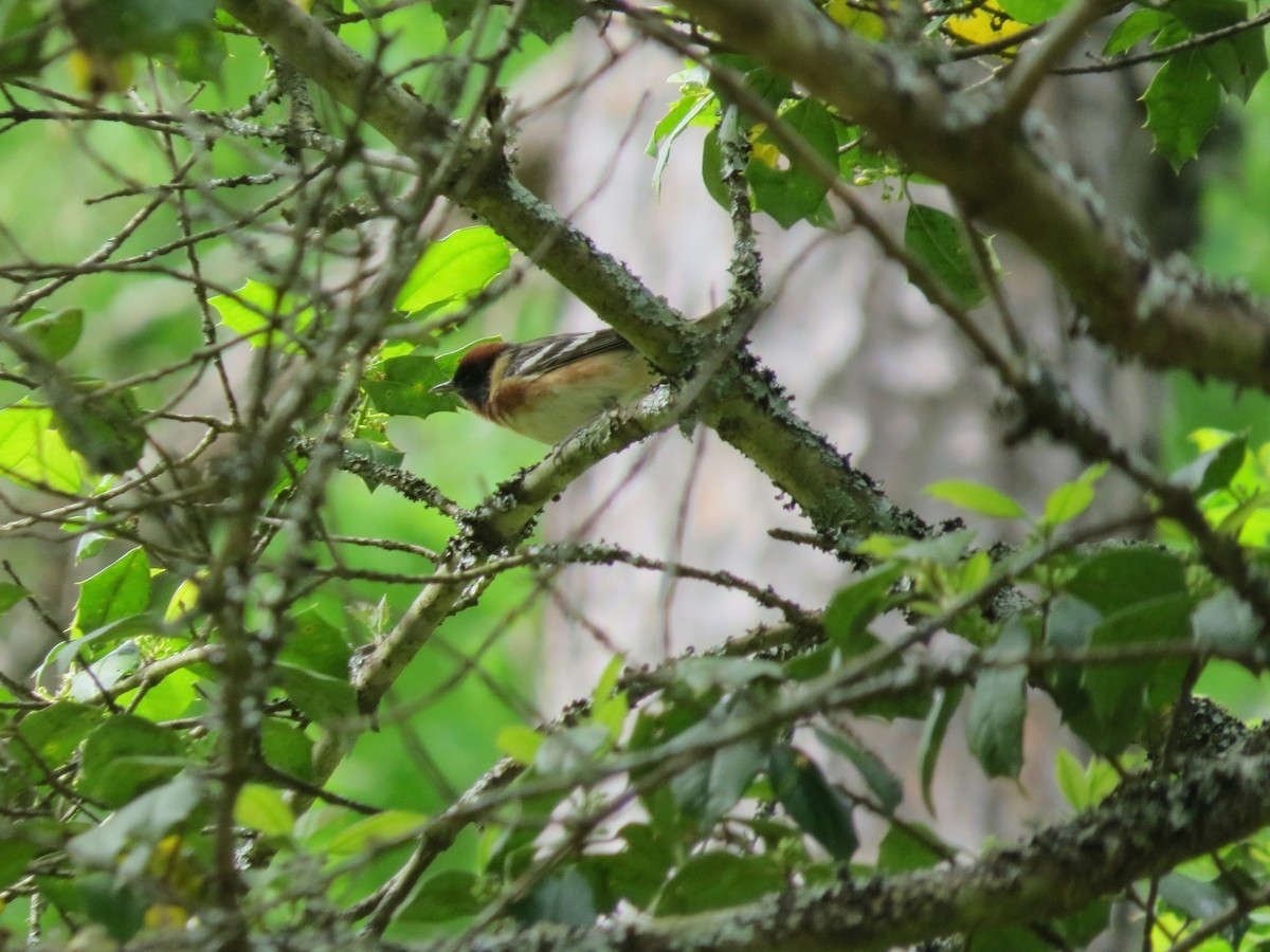 Bay-breasted Warbler - ML567268811