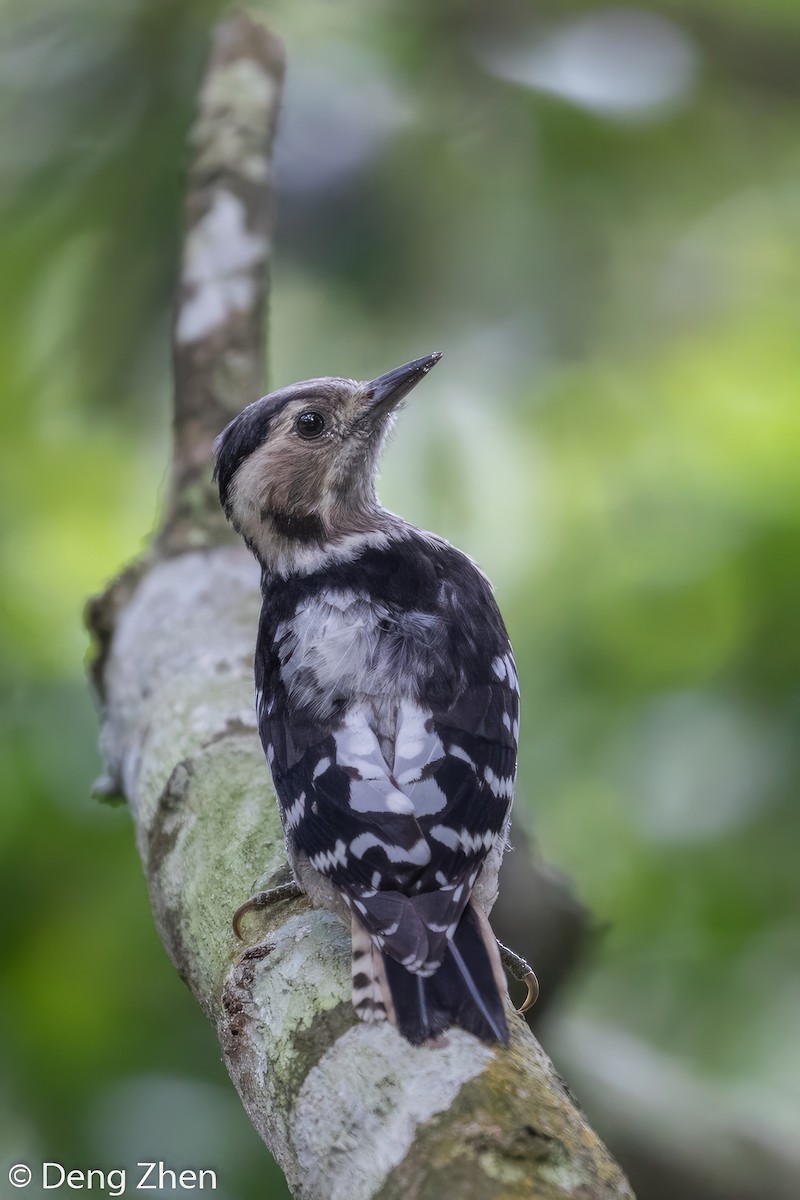 Gray-capped Pygmy Woodpecker - ML567269071