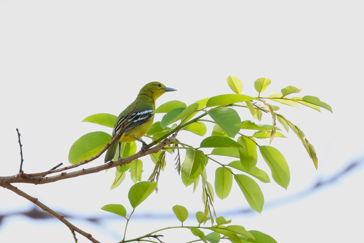 Common Iora - ML567269761