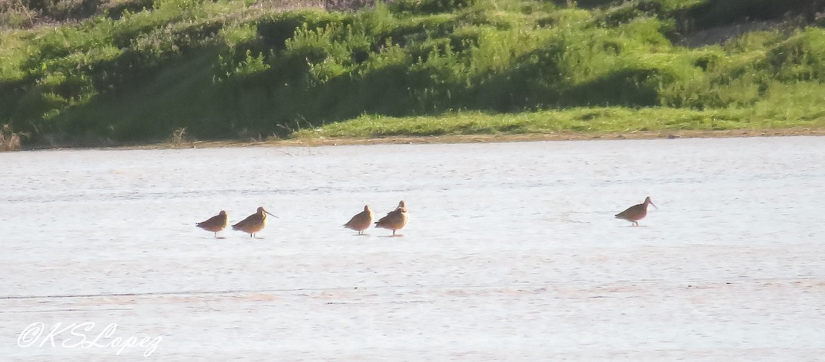 Marbled Godwit - ML56726991