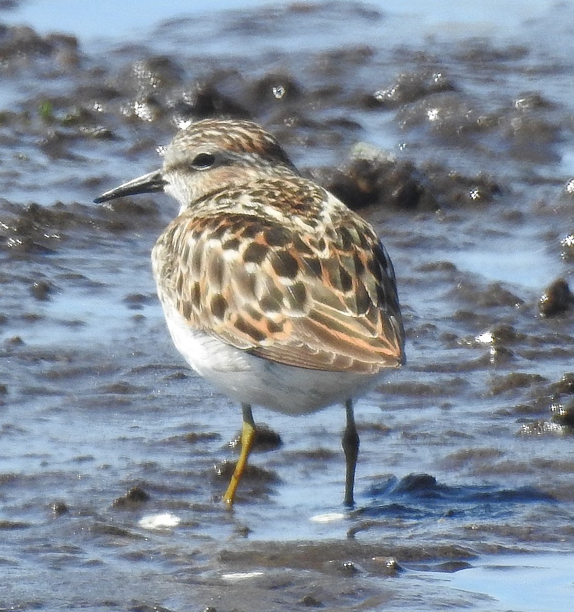 Least Sandpiper - Pat Grantham