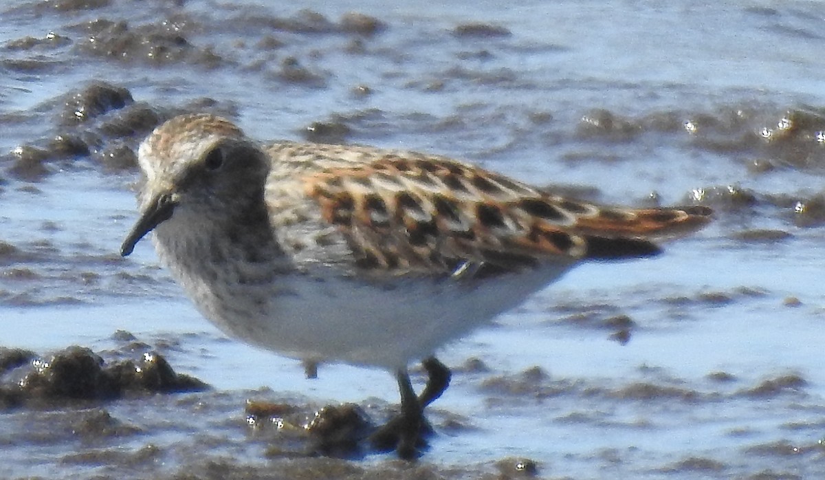 Least Sandpiper - ML56727011