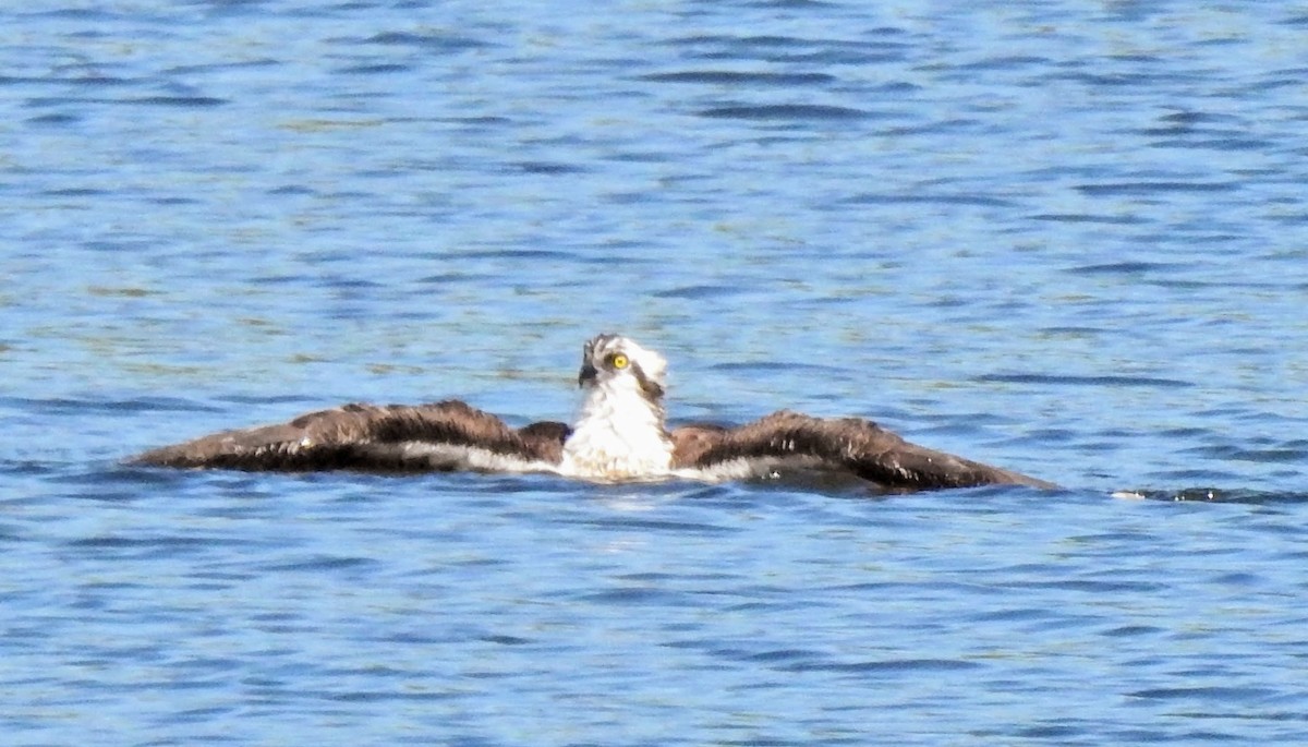 Balbuzard pêcheur - ML567270311