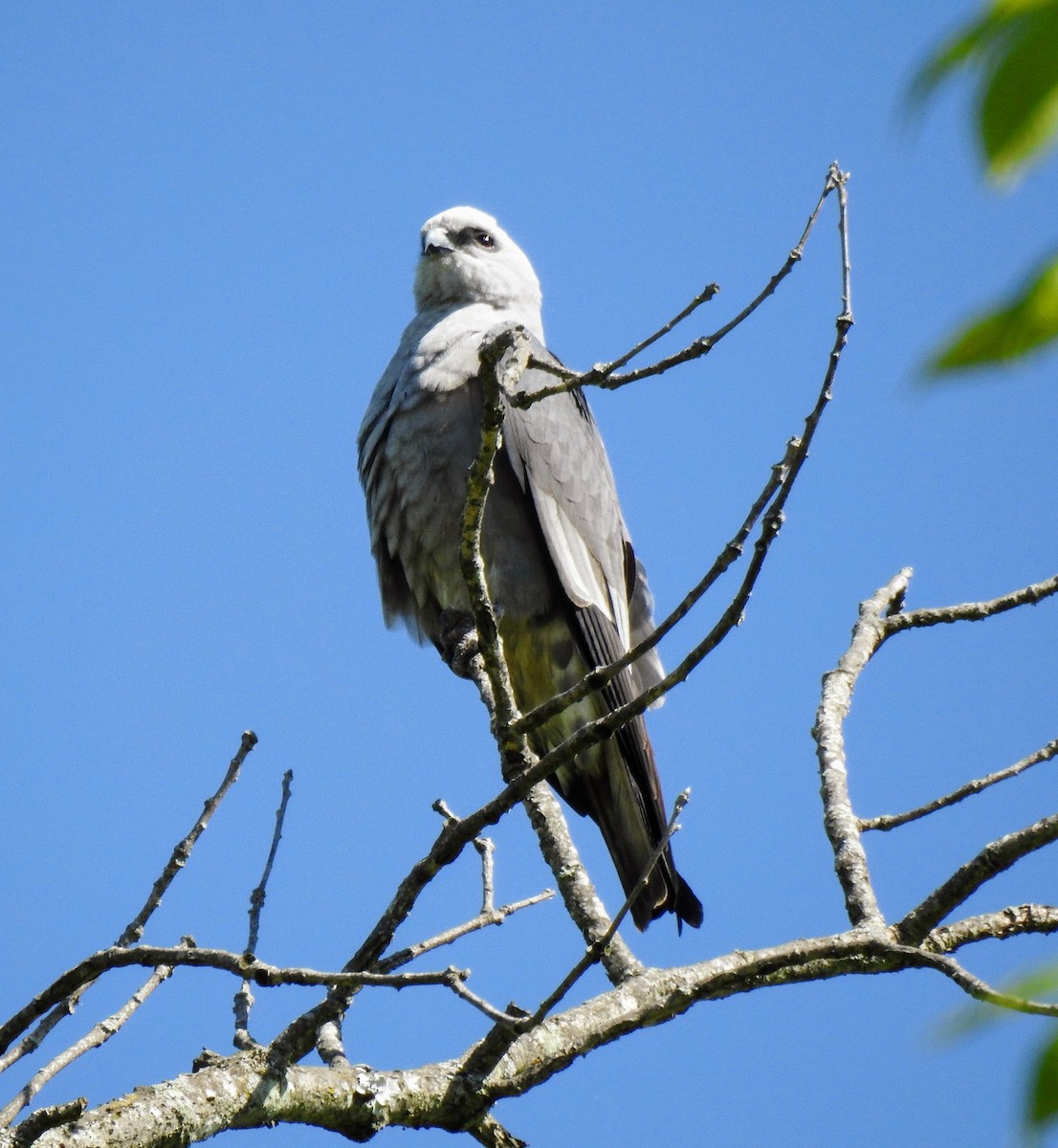 Mississippi Kite - ML567270421