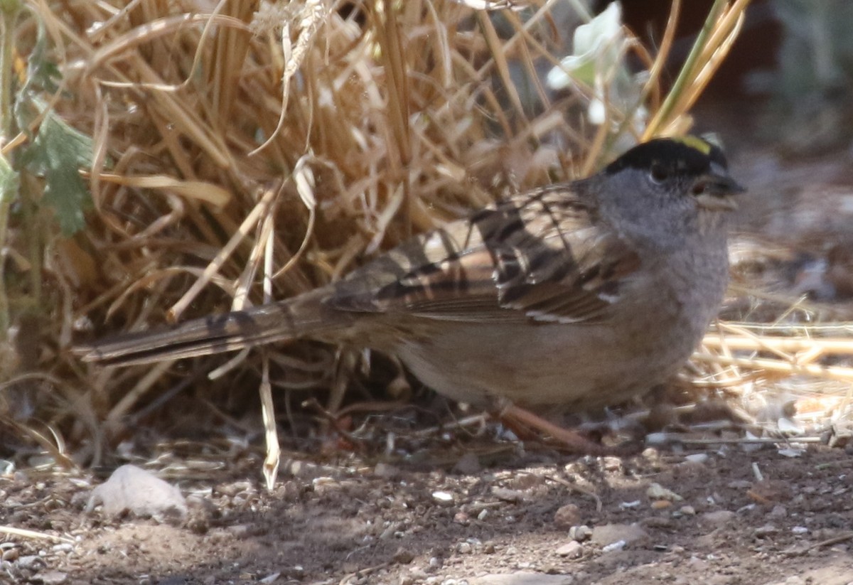 Golden-crowned Sparrow - ML56727101