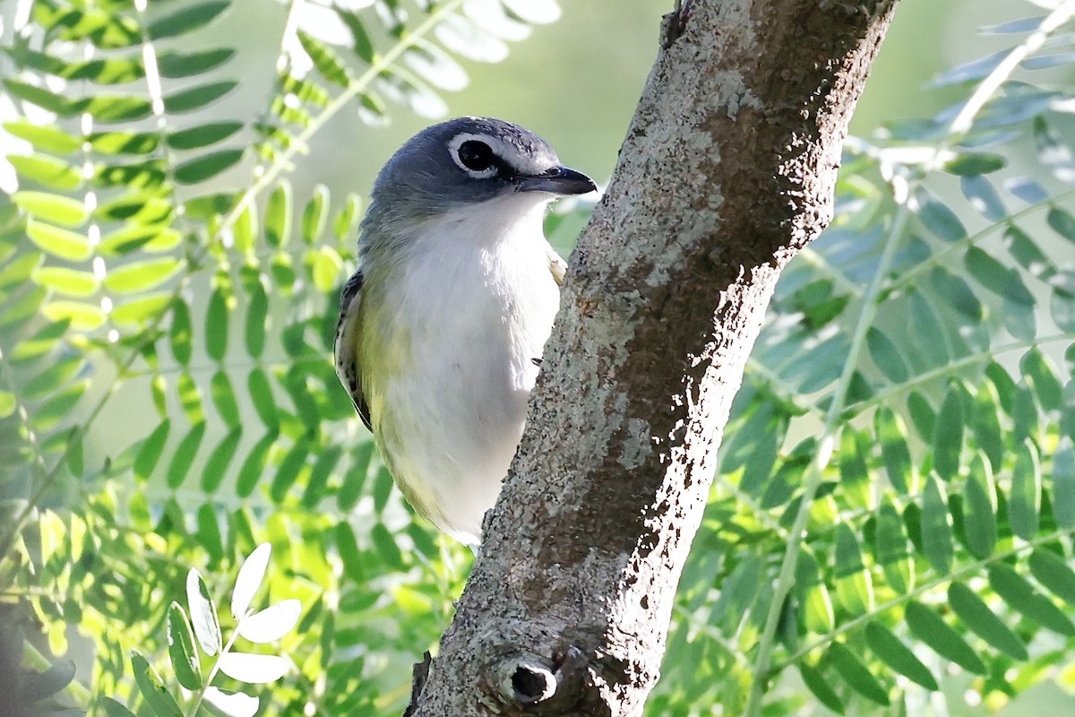 Blue-headed Vireo - ML567271111