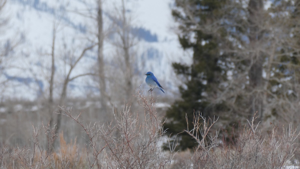 Mountain Bluebird - Mark Burns