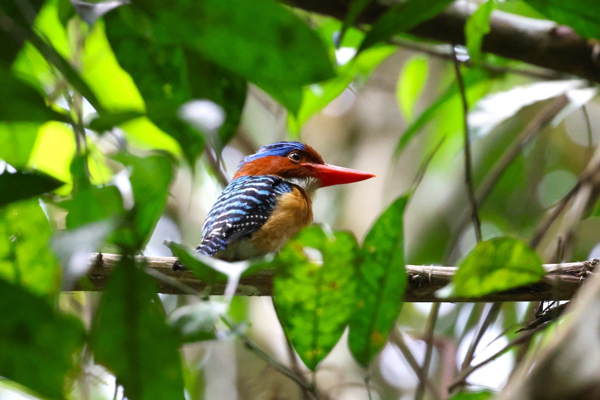 Banded Kingfisher - 志民 蘇