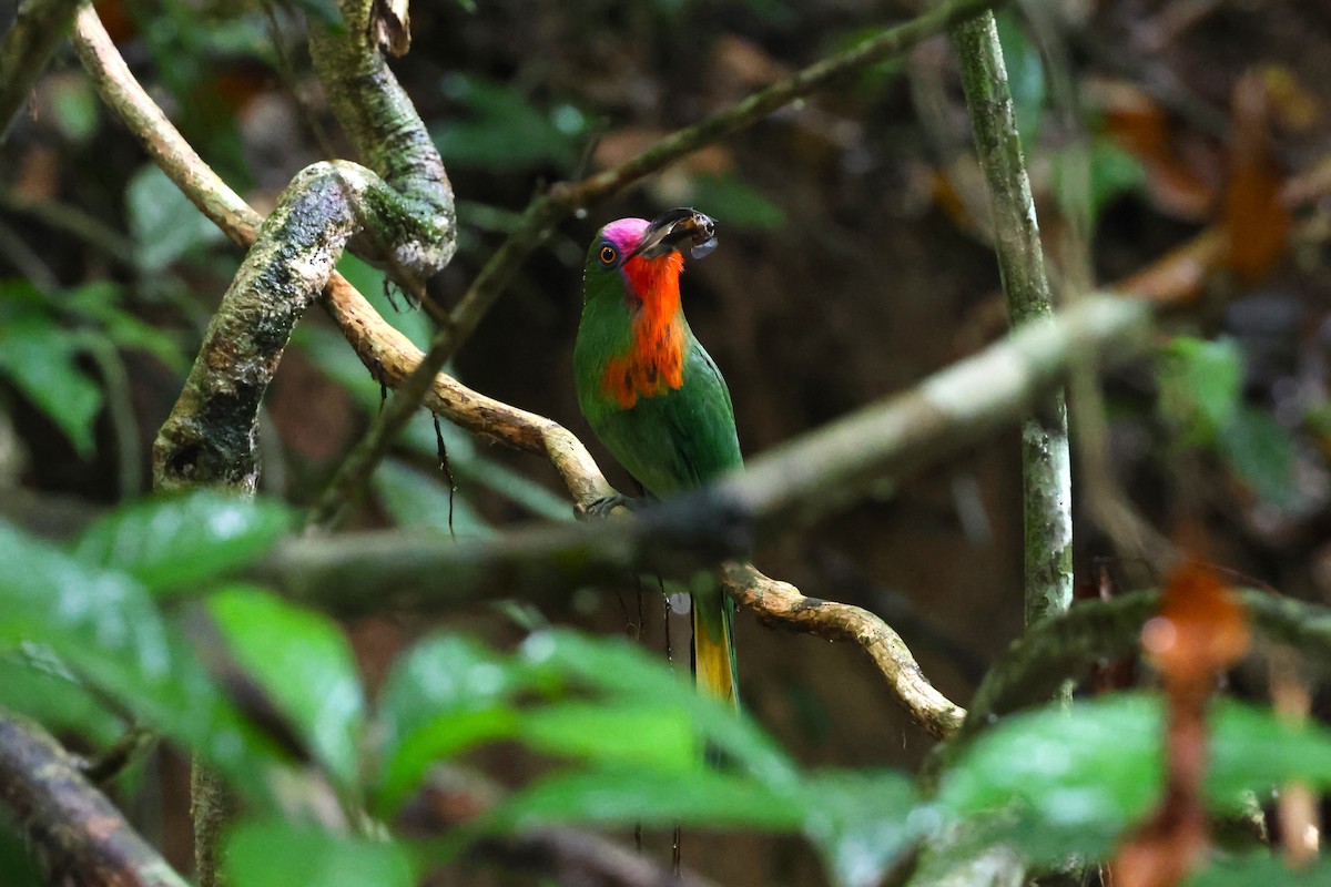 Red-bearded Bee-eater - 志民 蘇