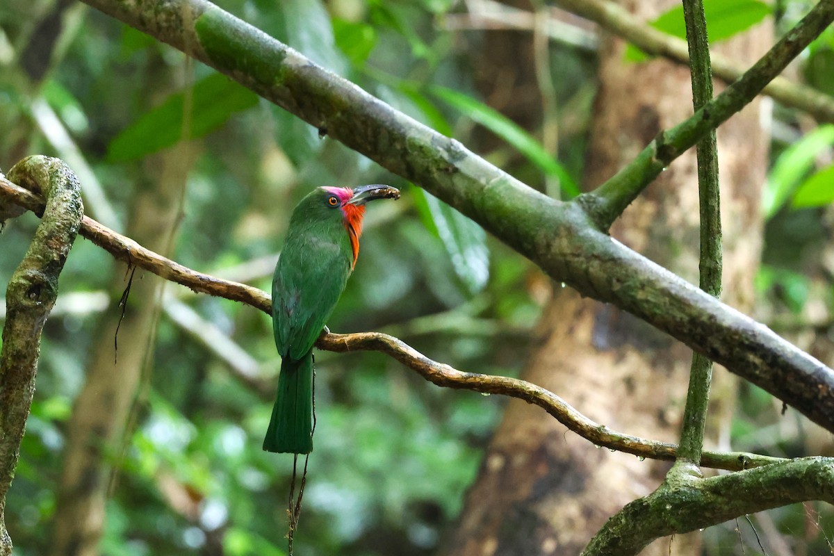 Red-bearded Bee-eater - ML567272331