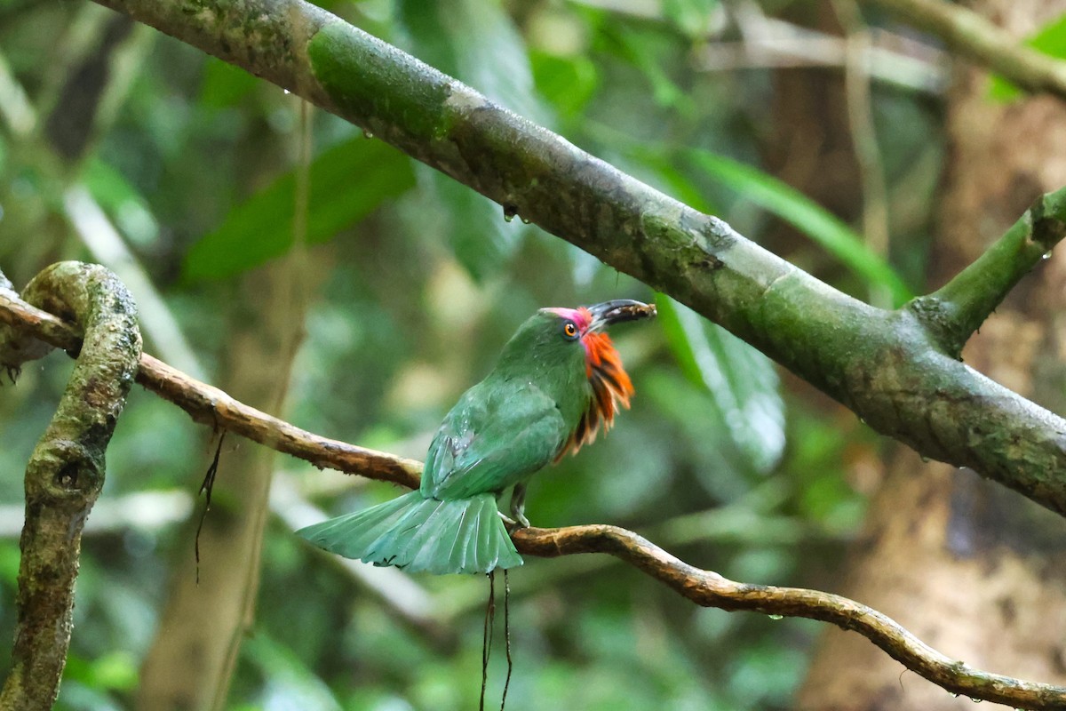 Red-bearded Bee-eater - ML567272341