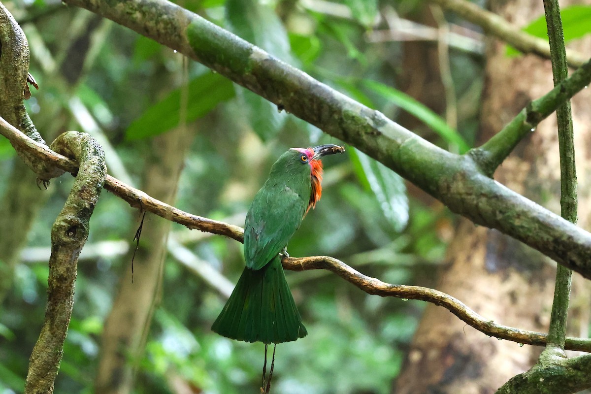 Red-bearded Bee-eater - 志民 蘇