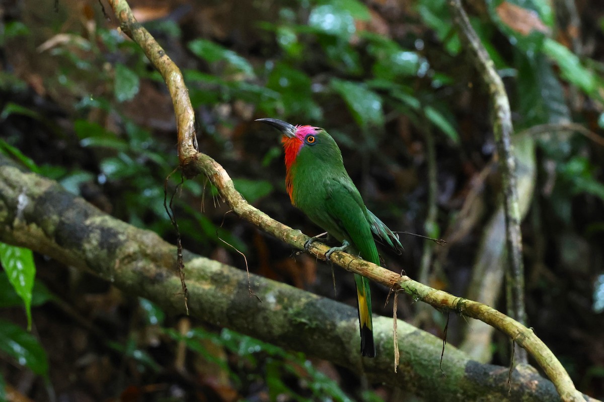 Red-bearded Bee-eater - ML567272371