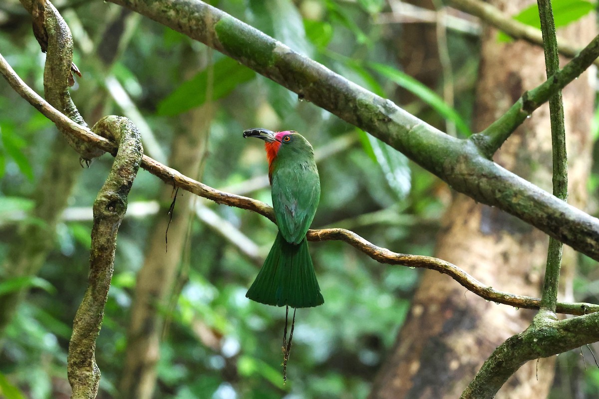 Red-bearded Bee-eater - 志民 蘇