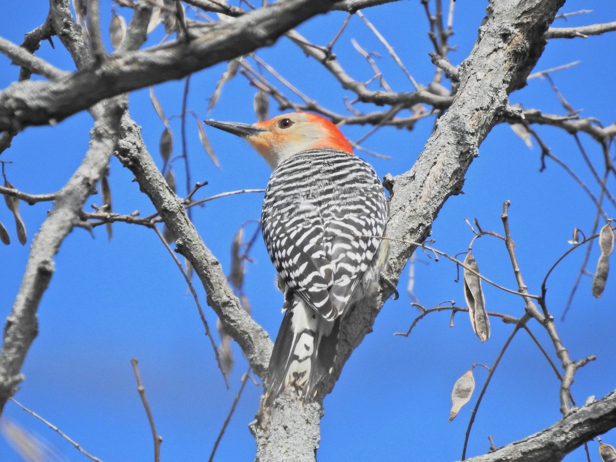Red-bellied Woodpecker - ML567272911