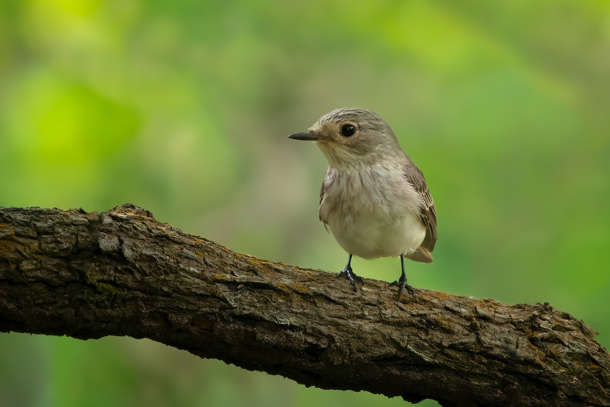 Spotted Flycatcher - ML567274031