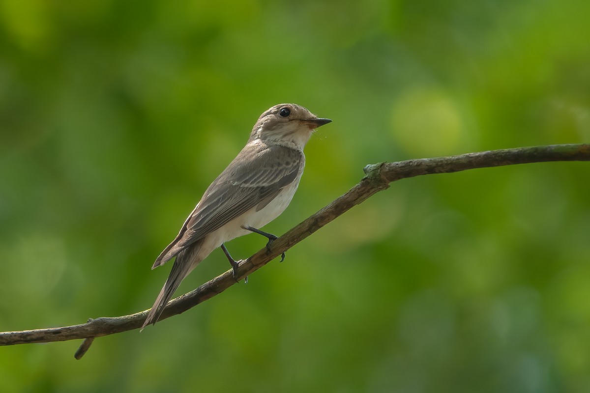 Spotted Flycatcher - ML567274101