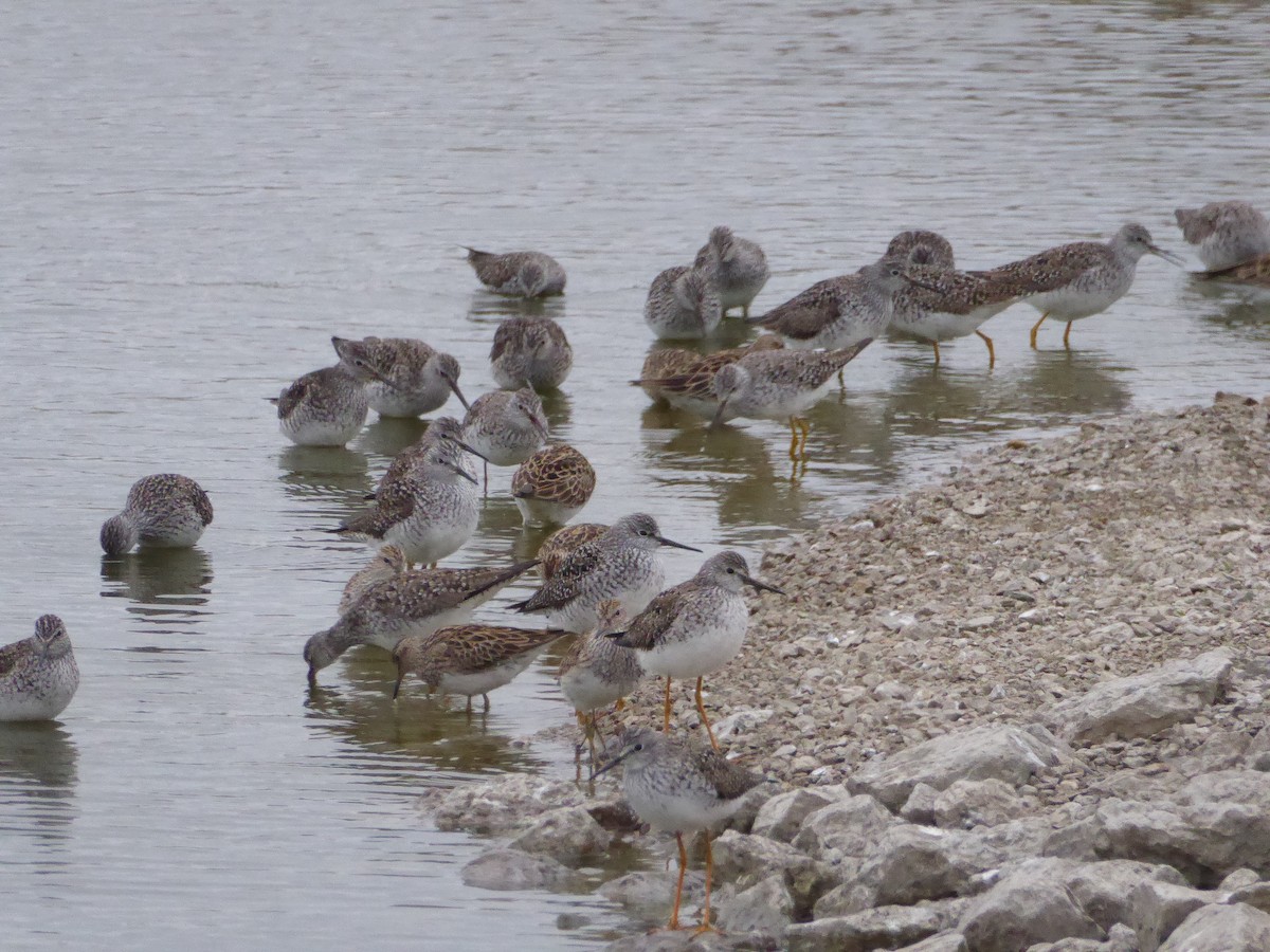 Lesser Yellowlegs - Pirmin Nietlisbach