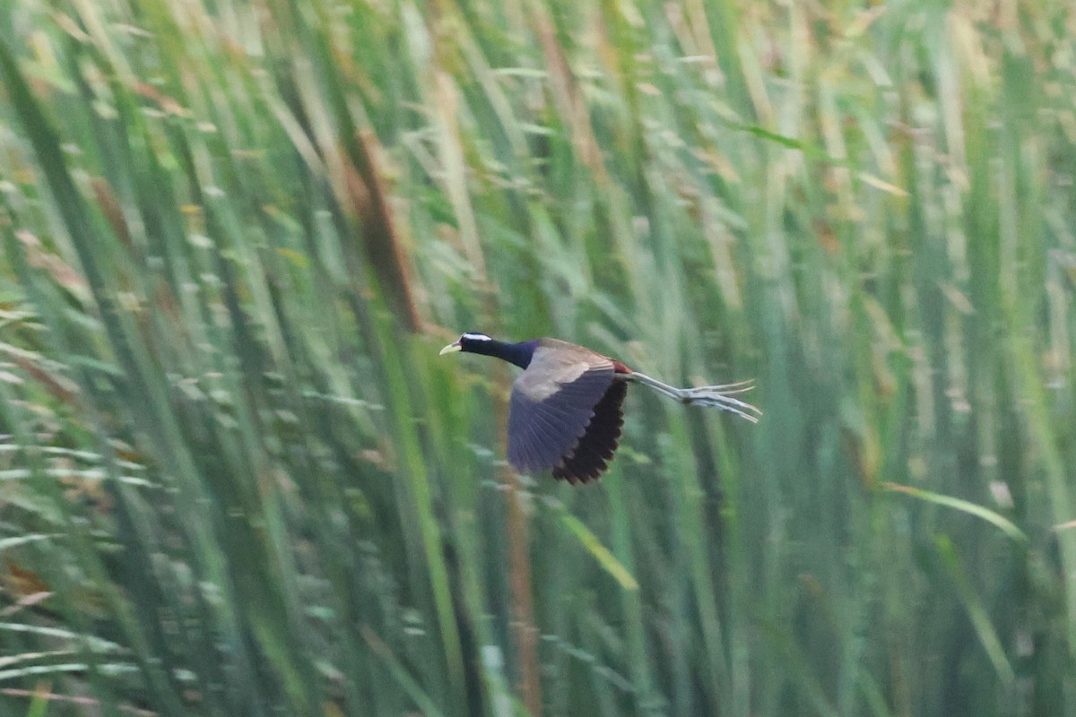 Bronze-winged Jacana - ML567274591