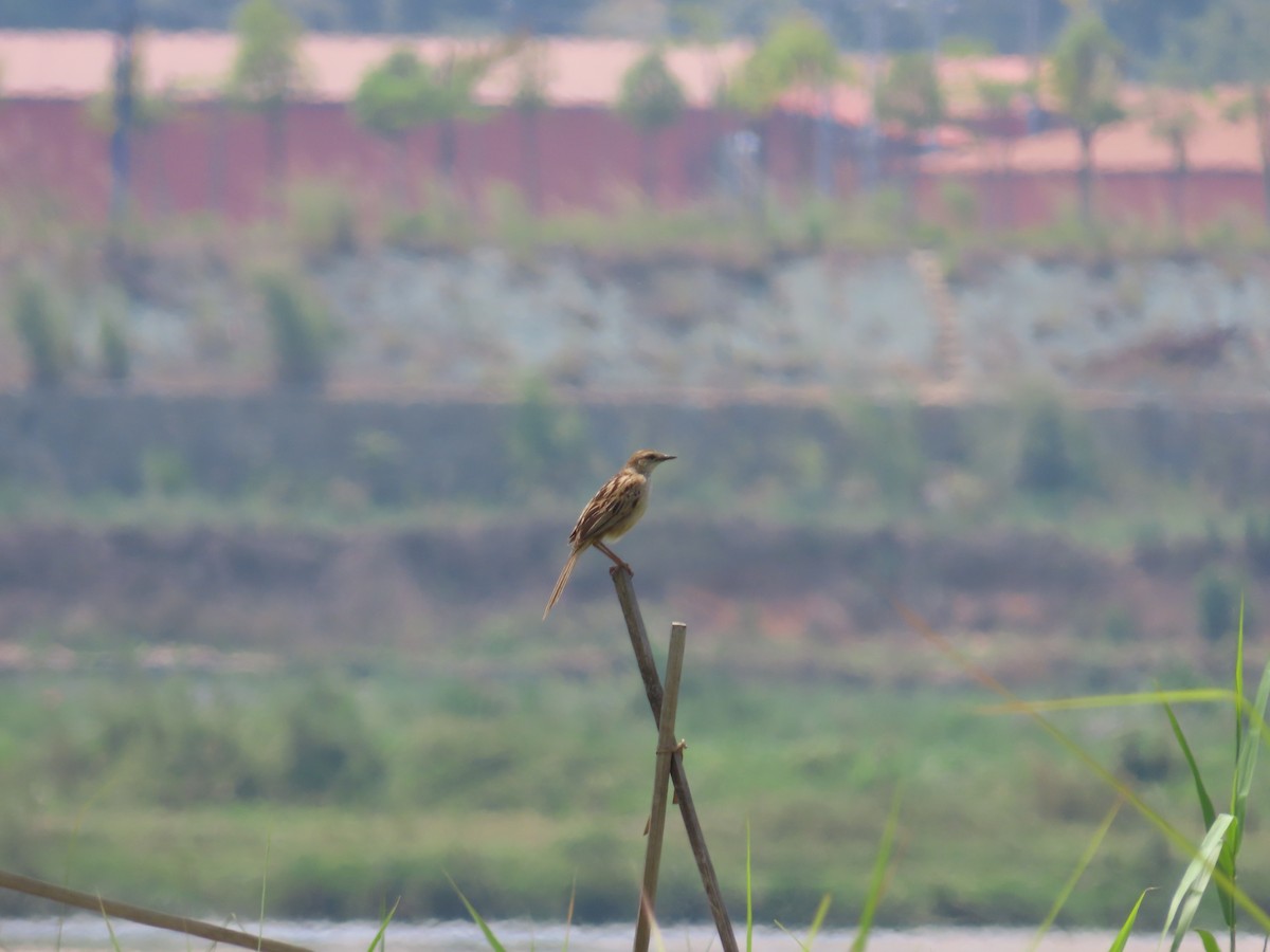 Striated Grassbird - ML567274991