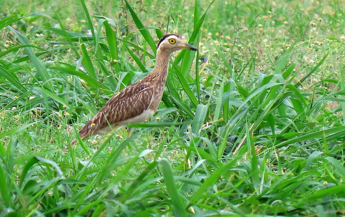 Double-striped Thick-knee - ML567275561
