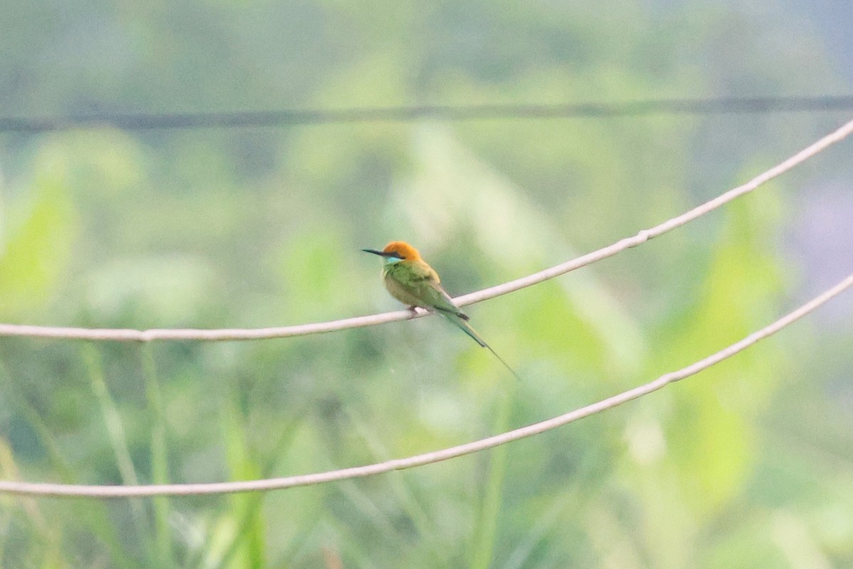 Asian Green Bee-eater - ML567276291