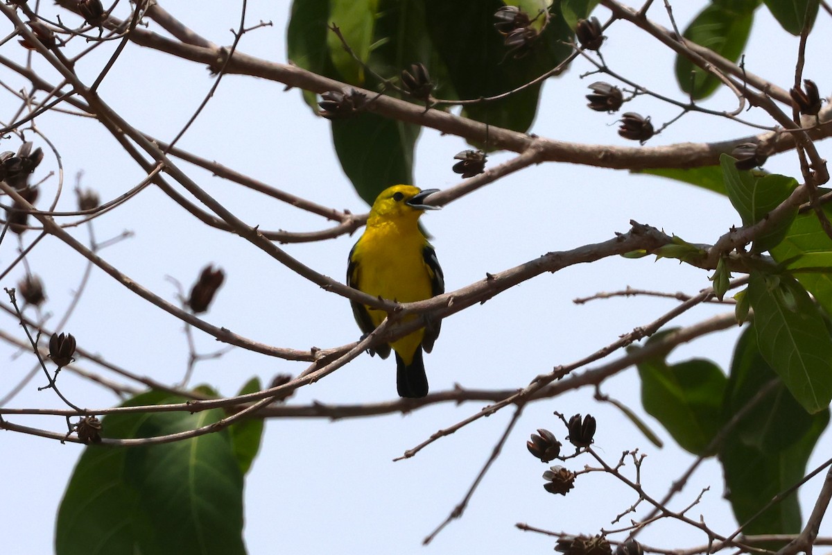 Common Iora - ML567276761