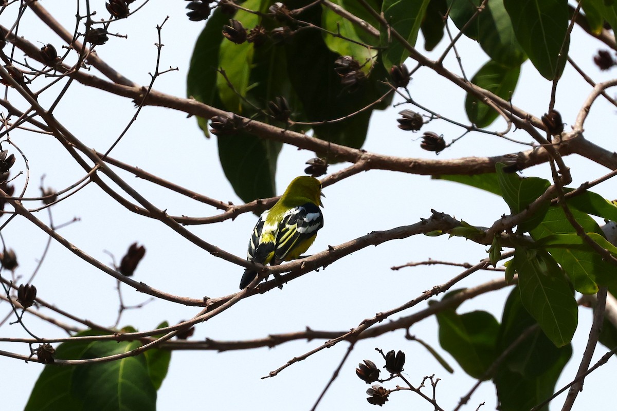 Common Iora - ML567276771