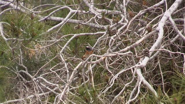 Common Redstart - ML567277831