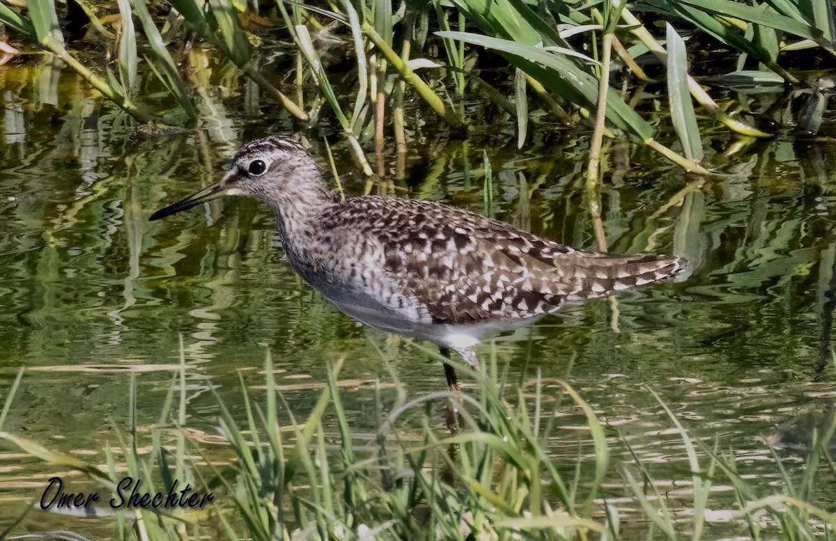 Wood Sandpiper - ML567279201