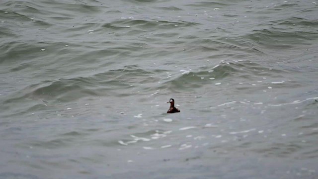 Red Phalarope - ML567279231