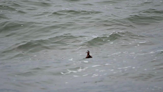 Phalarope à bec large - ML567279231