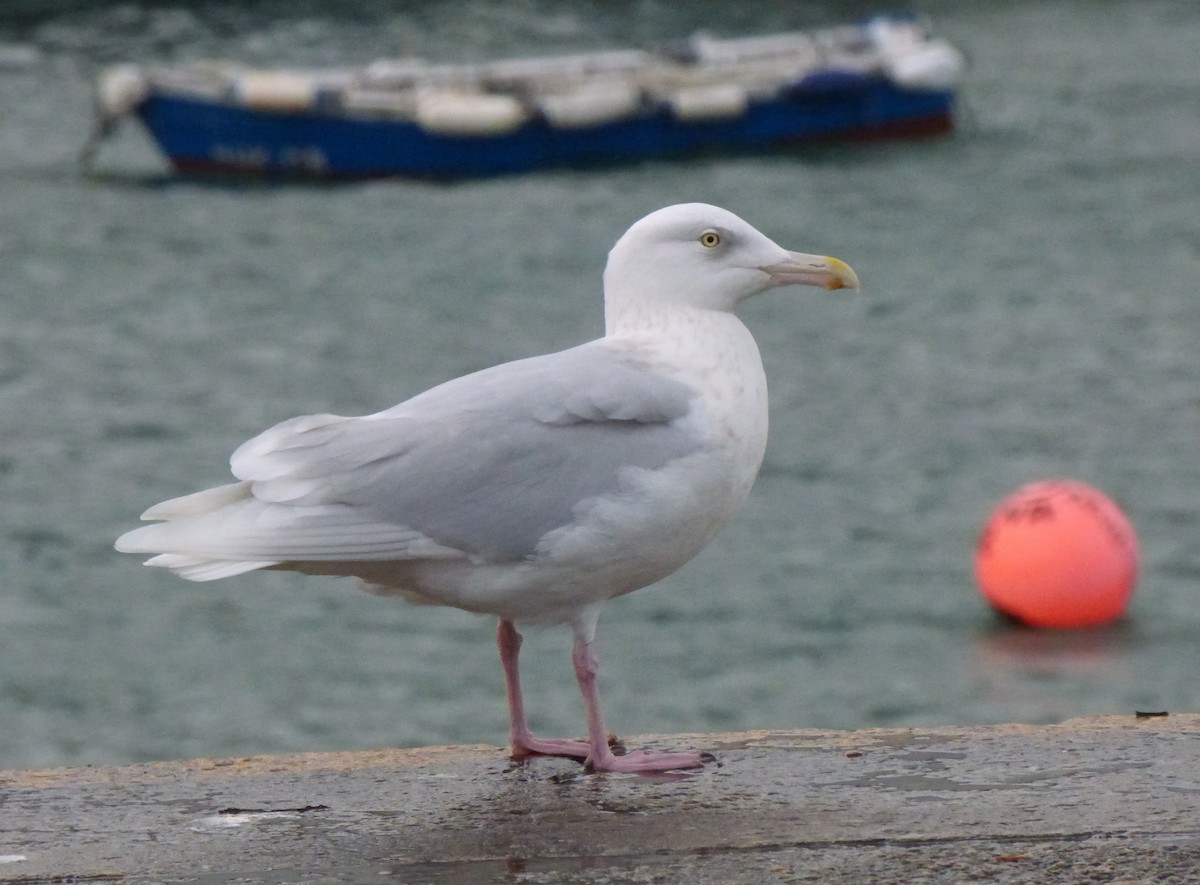 Мөсний цахлай - ML567280081
