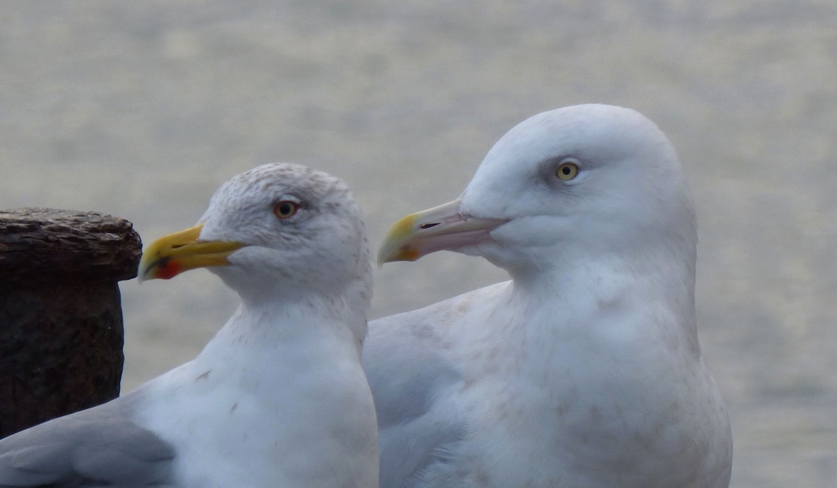 Мөсний цахлай - ML567280521