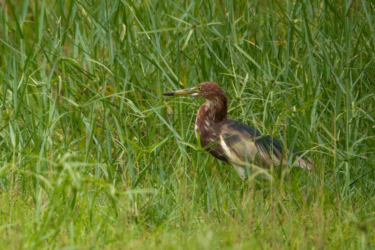 Chinese Pond-Heron - ML567280861