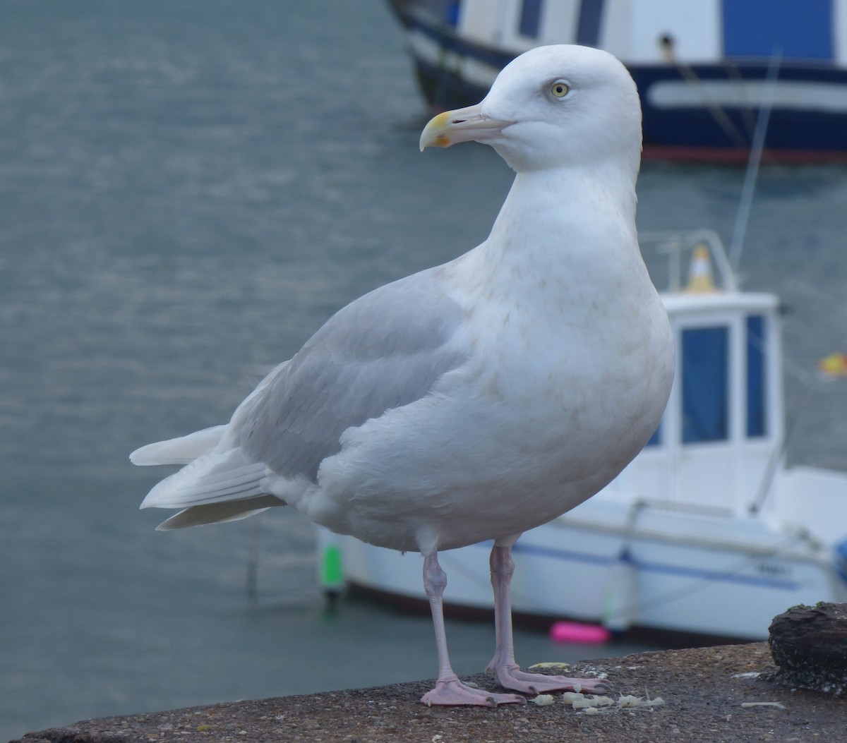 Мөсний цахлай - ML567280901