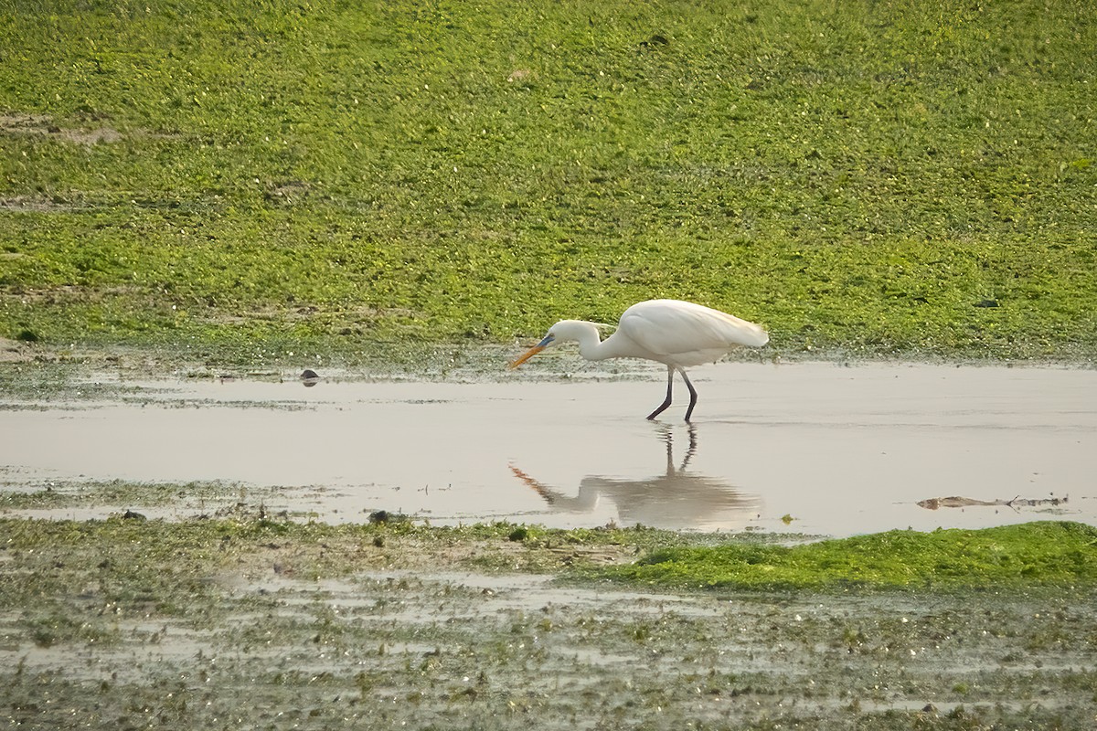 Chinese Egret - ML567281291