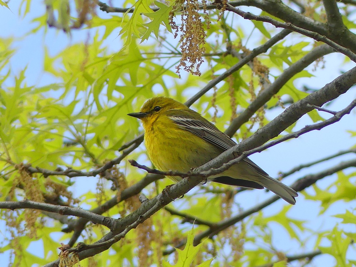 Pine Warbler - Lisa Potash