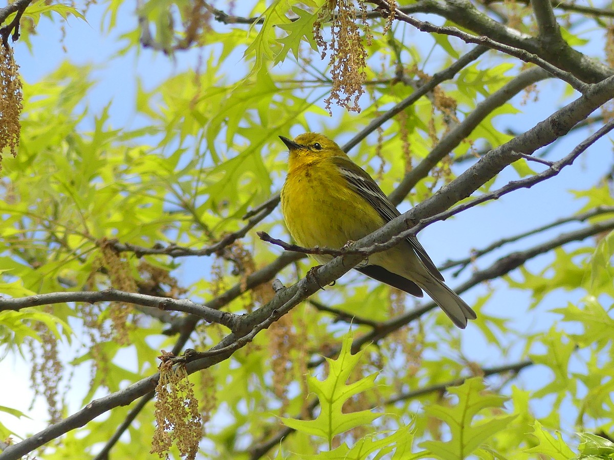 Pine Warbler - Lisa Potash