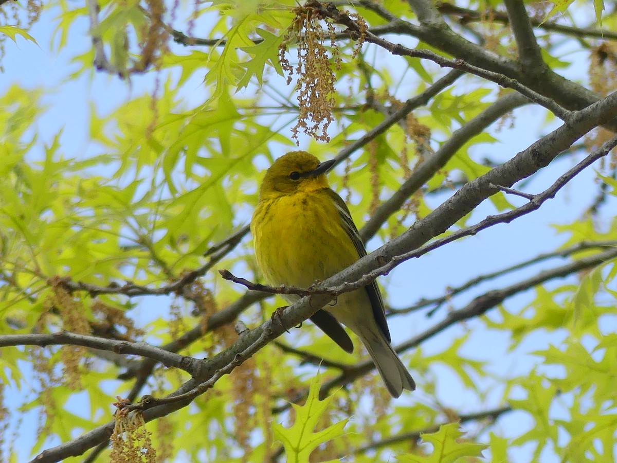 Pine Warbler - Lisa Potash