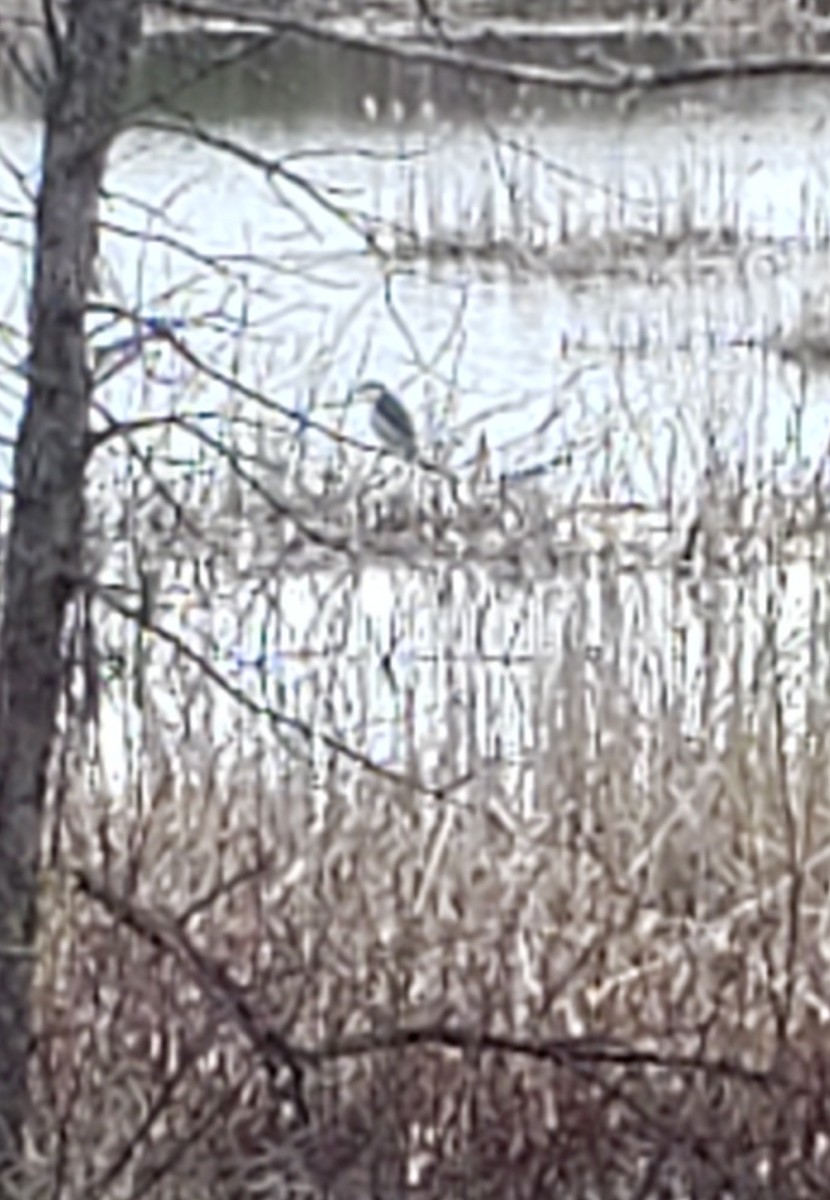 Black-crowned Night Heron - ML567282851