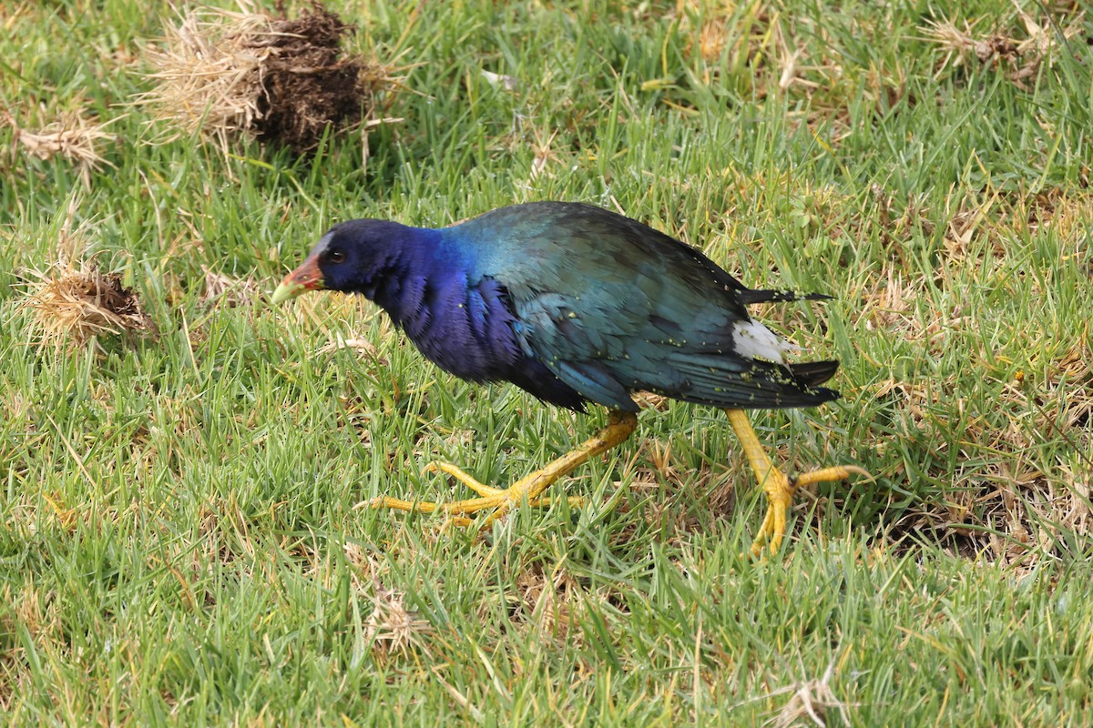 Purple Gallinule - ML567283541