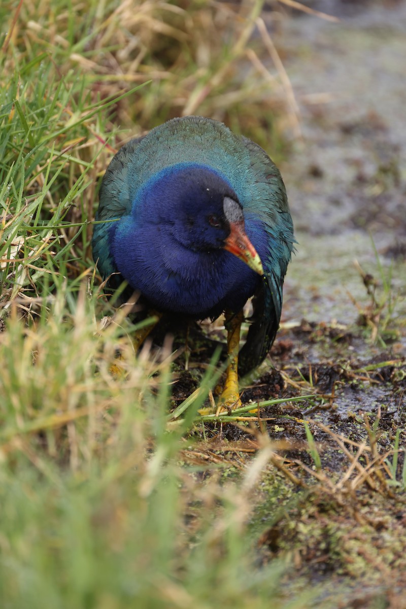 Purple Gallinule - ML567283551