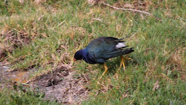 Purple Gallinule - ML567283581