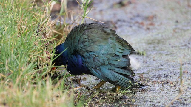 Purple Gallinule - ML567283621