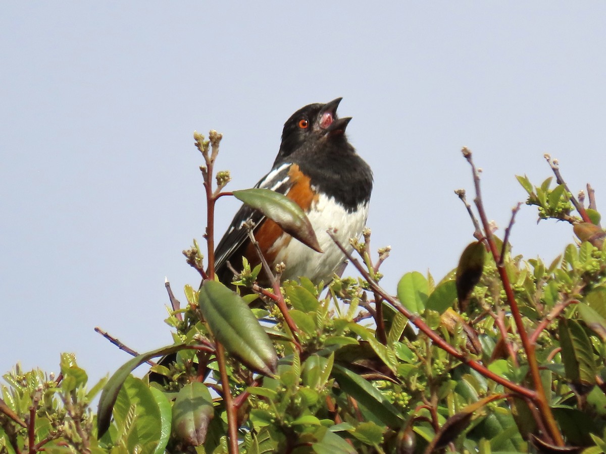 Spotted Towhee - Alane Gray