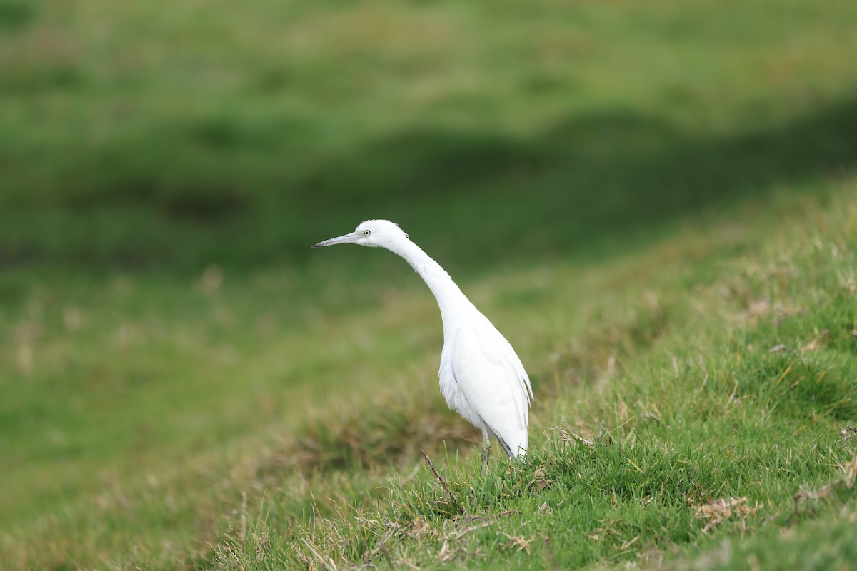 Little Blue Heron - ML567283711