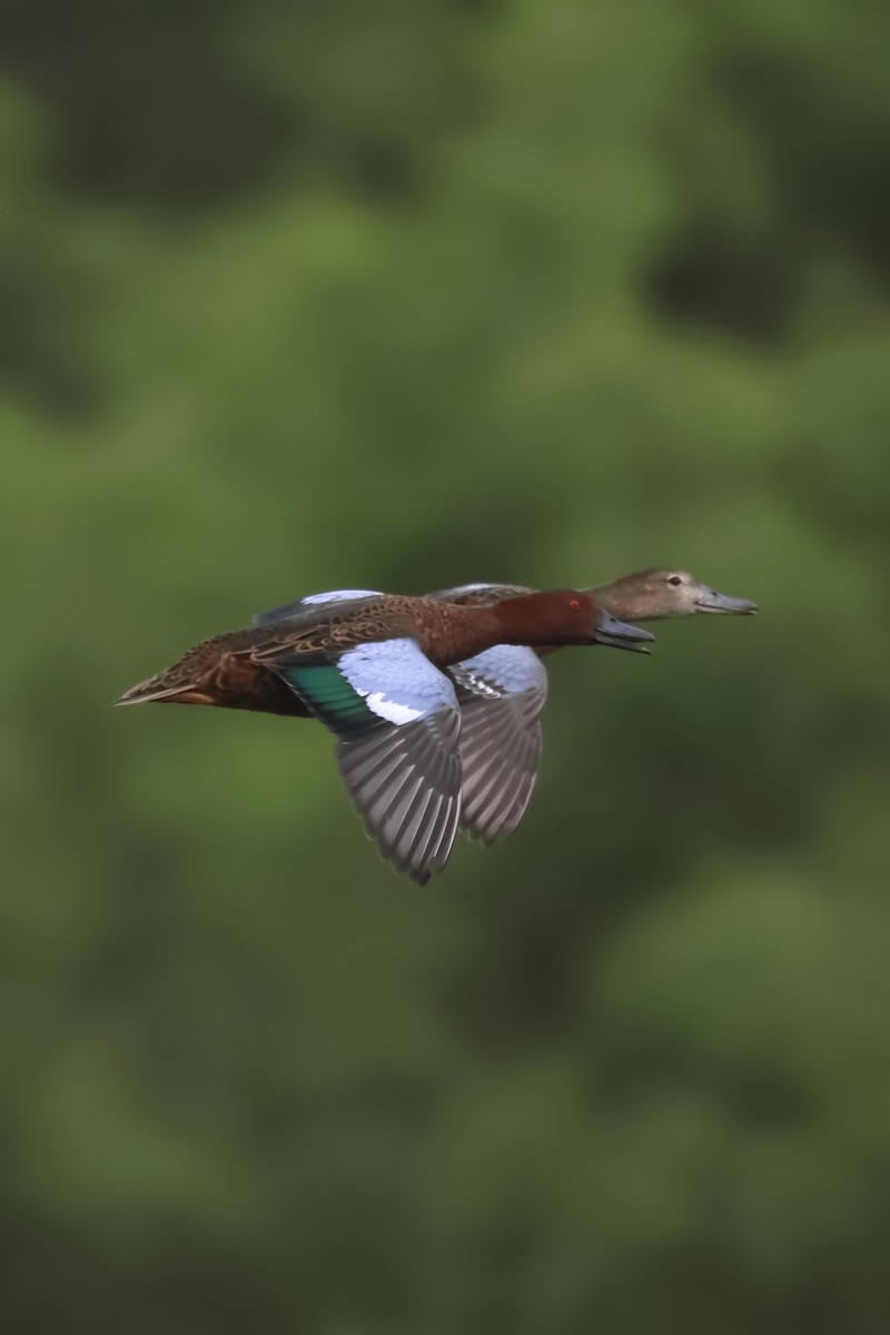 Cinnamon Teal - ML567283801