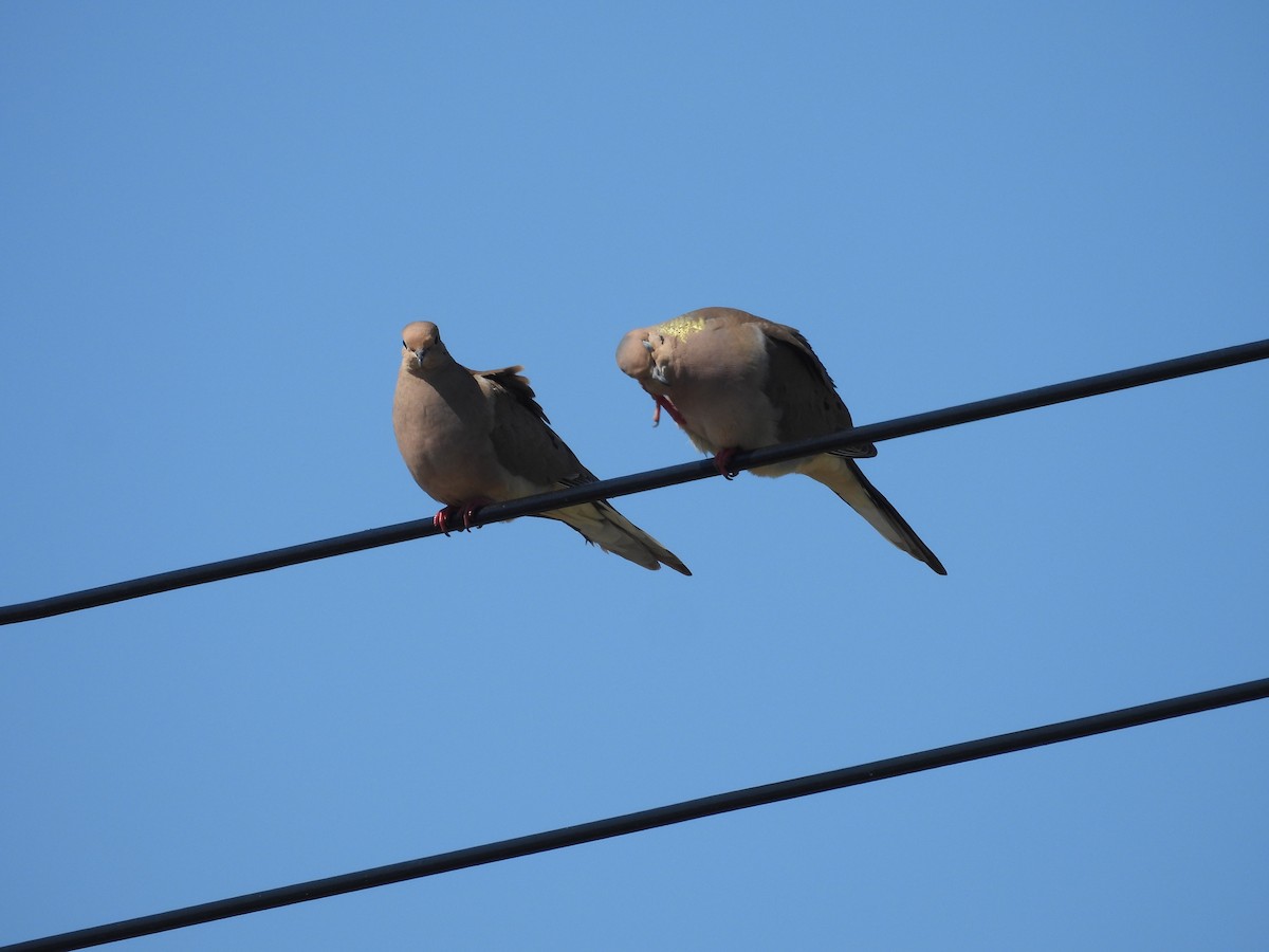 Mourning Dove - ML567284271