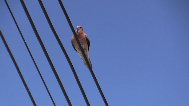 Laughing Dove - ML567286001